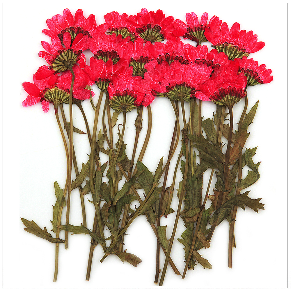 프레스코21 압화 줄기 소국옆얼굴(빨강/소) 20p - 상품 이미지