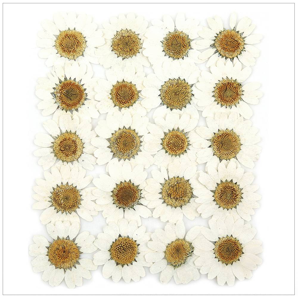 마가렛 (C형 흰색) 20p 압화 꽃송이 제품 이미지