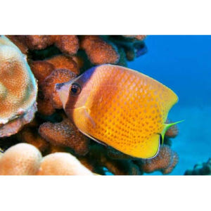 미국 하와이 마우이 점심과 함께 몰로키니 스노클링 & 퍼포먼스 세일 솔직 후기 | 실사용자 리뷰 분석 - 상품 이미지 4