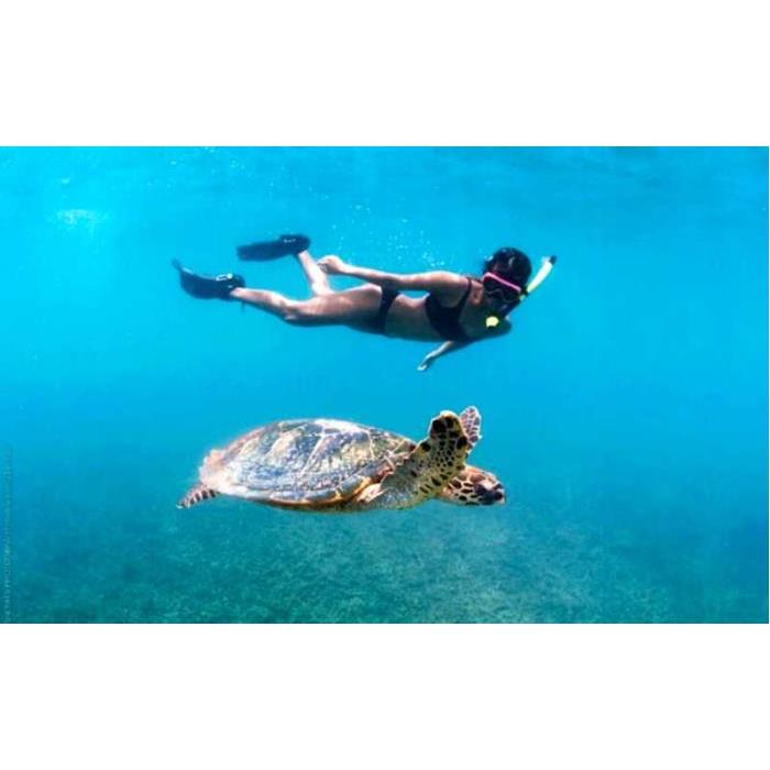 미국 하와이 오아후 호놀룰루 출발 와이키키 거북이 스노클링 투어 & 30피트 점프