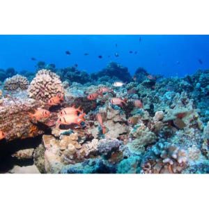 미국 하와이 마우이 점심과 함께 몰로키니 스노클링 & 퍼포먼스 세일 솔직 후기 | 실사용자 리뷰 분석 - 상품 이미지 2