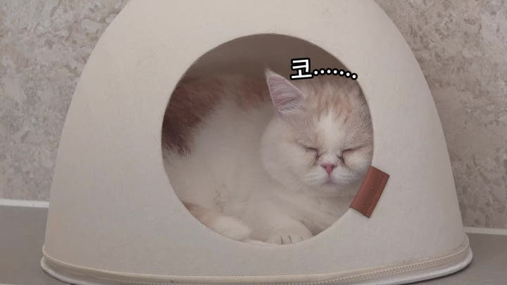 펠트 하우스에 들어가 있는 고양이
