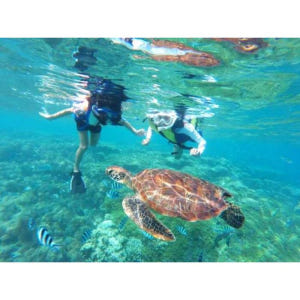 미국 하와이 오아후 호놀룰루 출발 와이키키 거북이 스노클링 투어 & 30... 솔직 후기 | 실사용자 리뷰 분석 - 상품 이미지 2