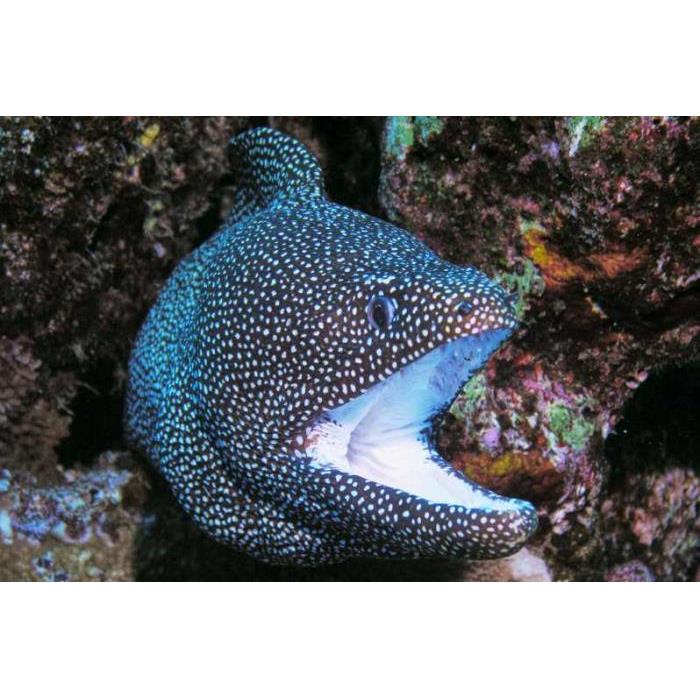 미국 하와이 마우이 점심과 함께 몰로키니 스노클링 & 퍼포먼스 세일