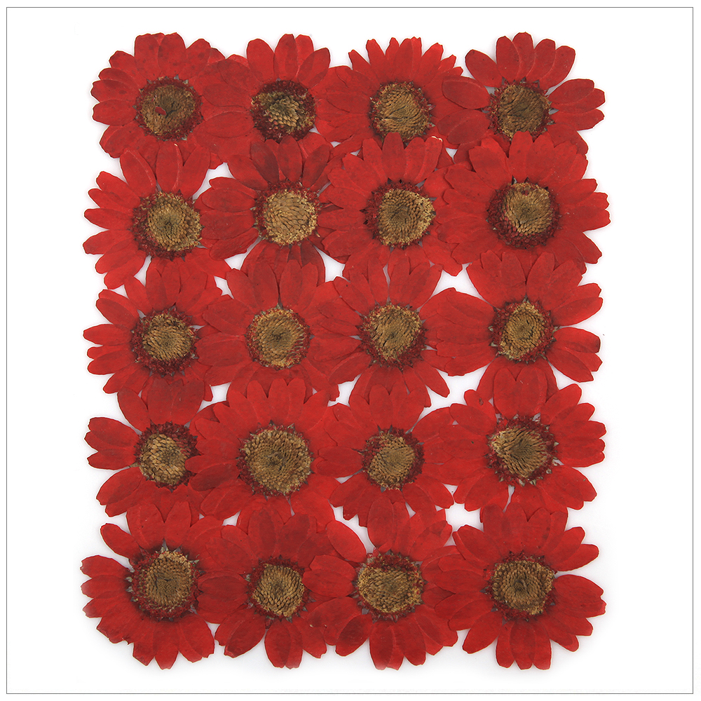 프레스코21 압화 꽃송이 마가렛 (A형 진한빨강) 20p - 상품 이미지