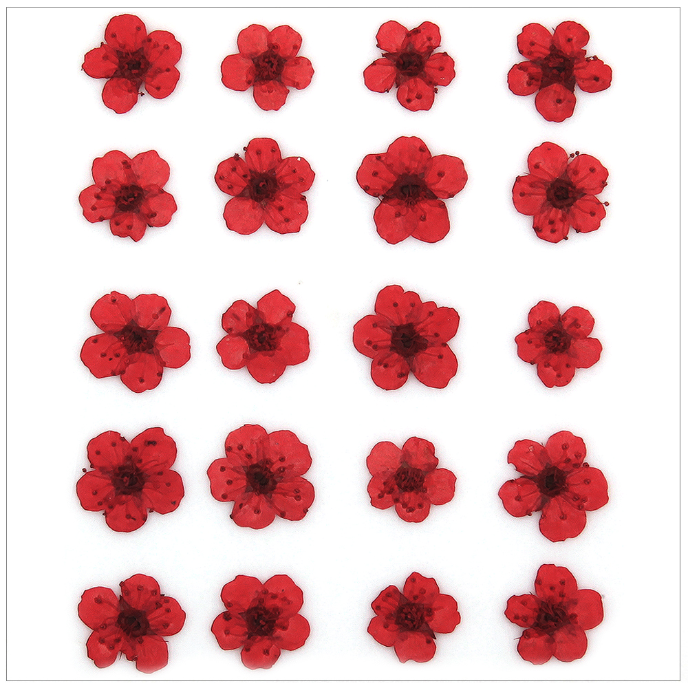 프레스코21 압화 꽃송이 조팝(빨강) - 상품 이미지