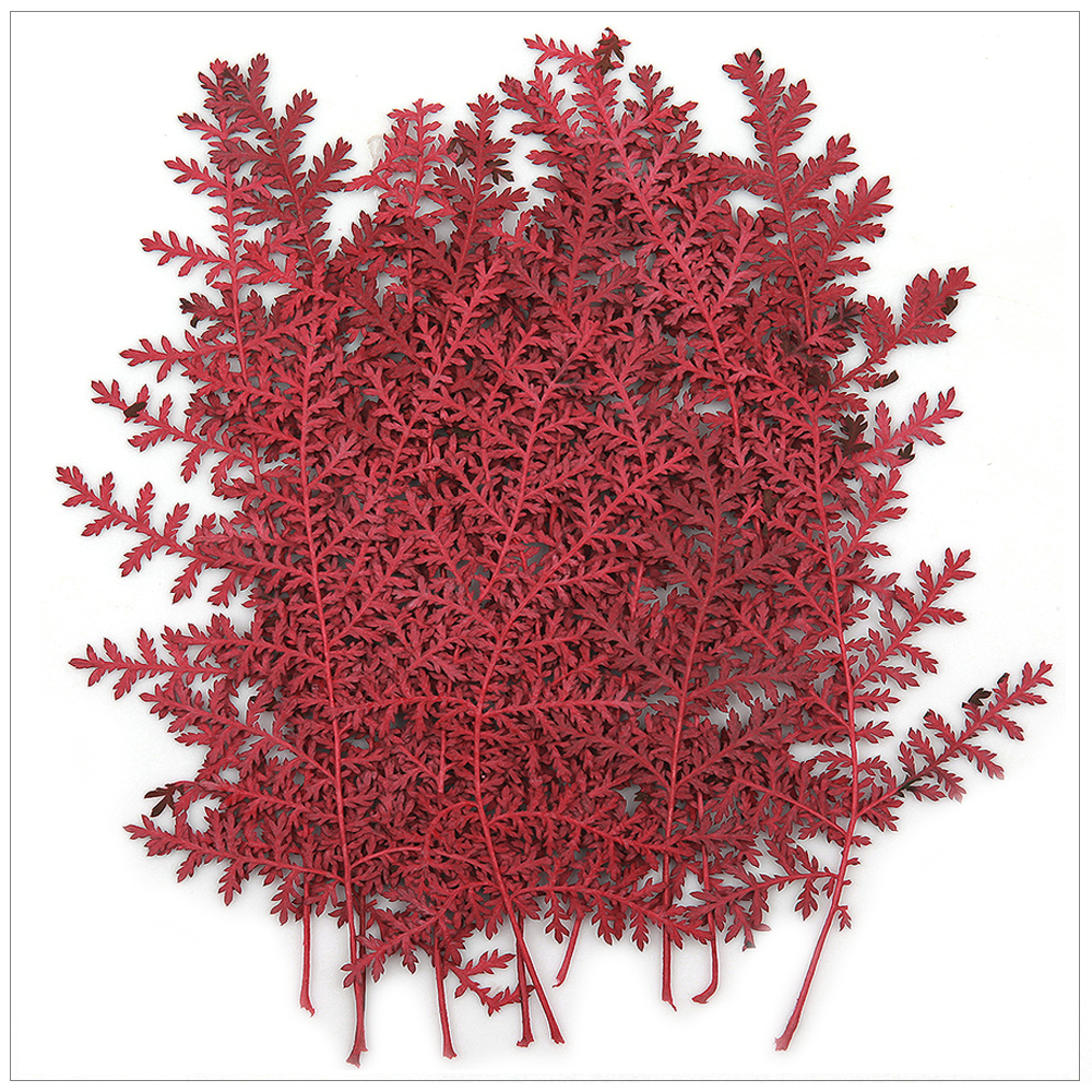 프레스코21 압화 잎 실버레이스(빨강/착색) - 상품 이미지