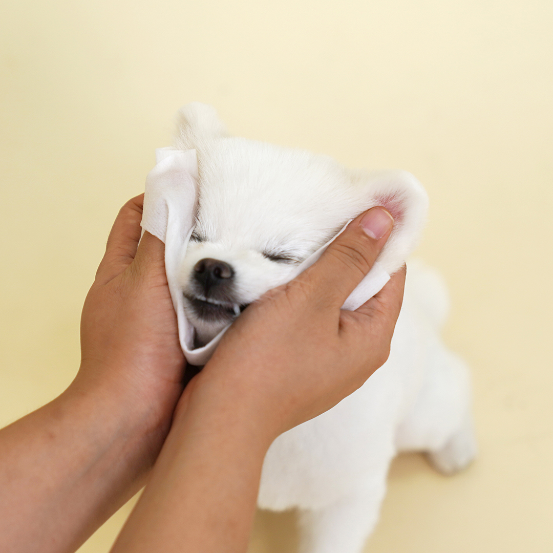 페피릴리프 강아지 물티슈 5팩 대나무원단 페이셜티슈 제품 이미지