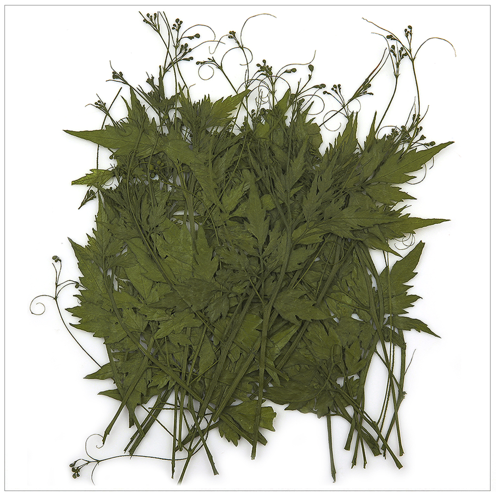 프레스코21 압화 잎/녹색잎 풍선덩굴(착색) 실사용 후기 | 효과 있을까? - 대표 이미지