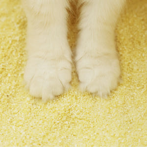 아메리칸솔루션 최고급 브라질산 카사바 옵티멈 먼지없는 고양이모래 6kg,... 솔직 후기 | 실제 사용자 리뷰 총정리 - 상품 이미지 4