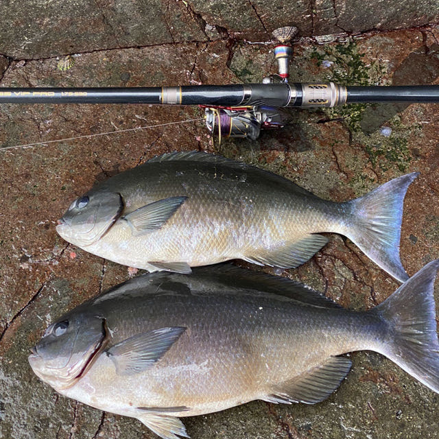 NS 알바트로스 VIP PRO 부품