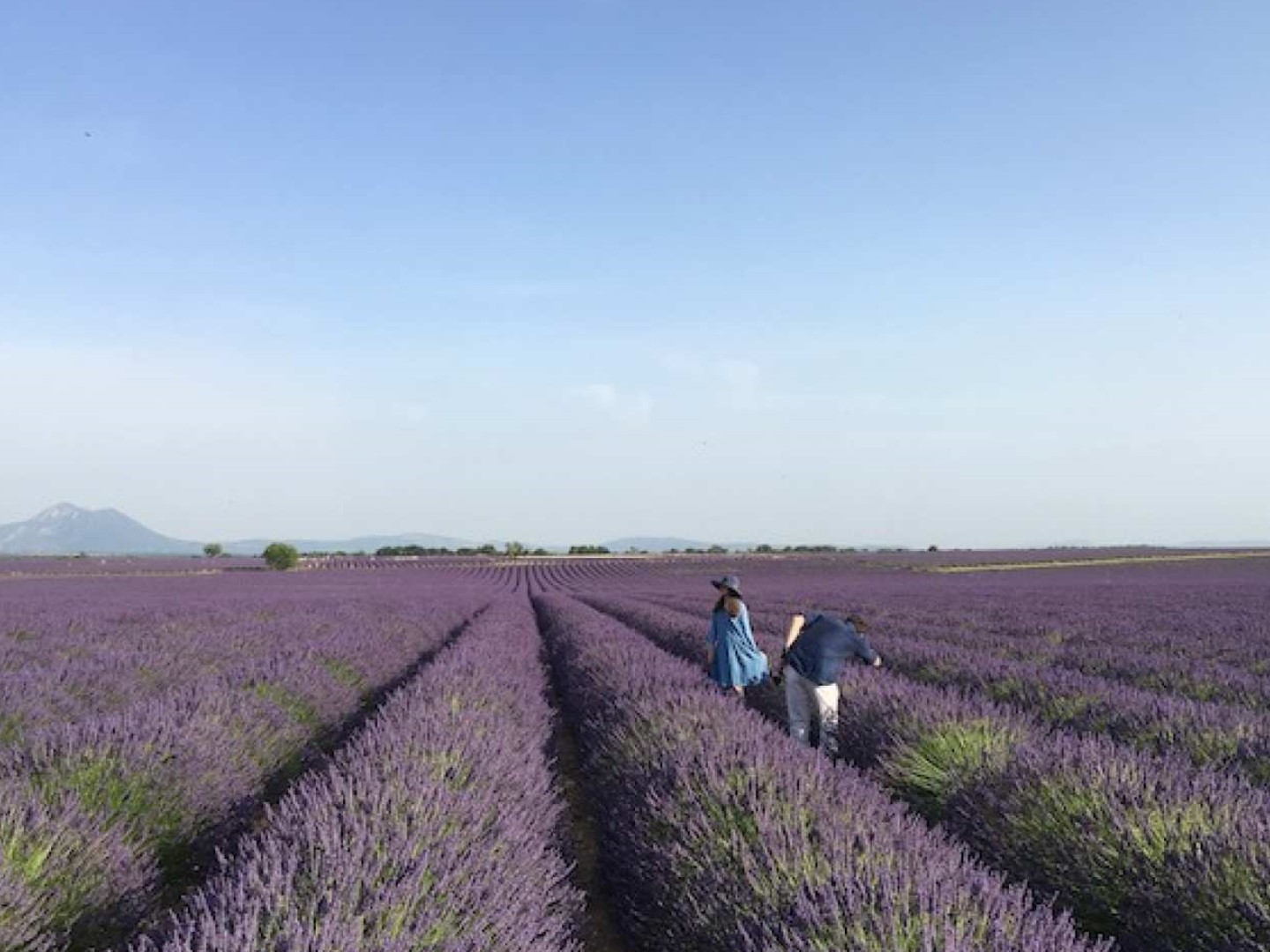프랑스 프로방스알프코트다쥐르  발랑솔 선셋 라벤더 투어 (엑상 프로방스 출발)