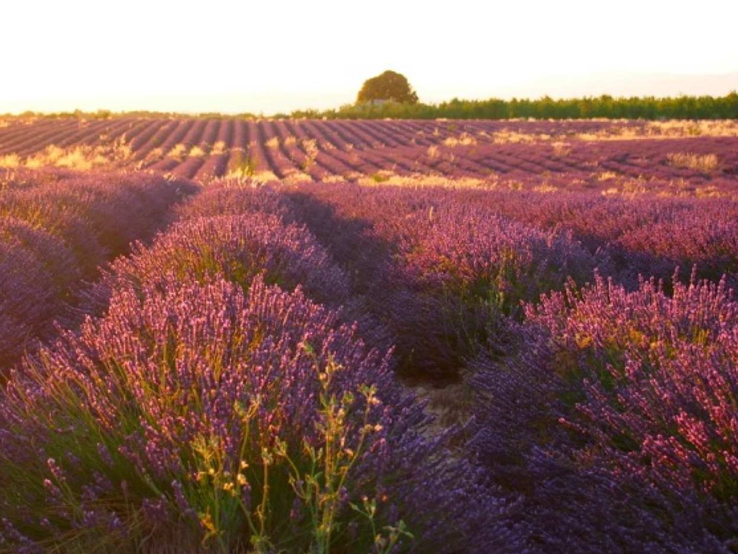 프랑스 프로방스알프코트다쥐르  발랑솔 선셋 라벤더 투어 (엑상 프로방스 출발)