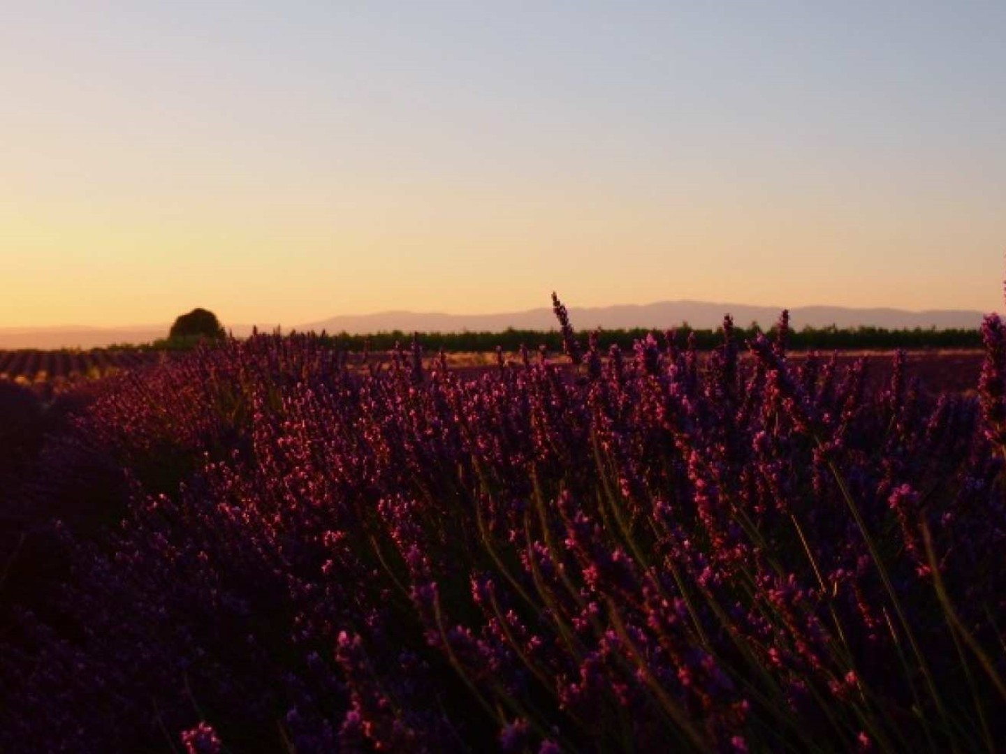 프랑스 프로방스알프코트다쥐르  발랑솔 선셋 라벤더 투어 (엑상 프로방스 출발)