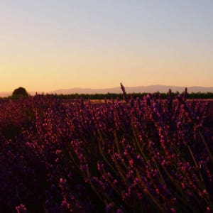 프랑스 프로방스알프코트다쥐르  발랑솔 선셋 라벤더 투어 (엑상 프로방스 ... 솔직 후기 | 실사용자 리뷰 분석 - 상품 이미지 3