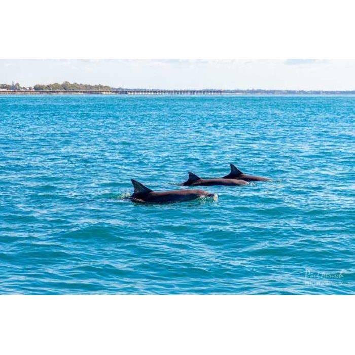 호주 허비베이 터틀 디스커버리 에코 투어