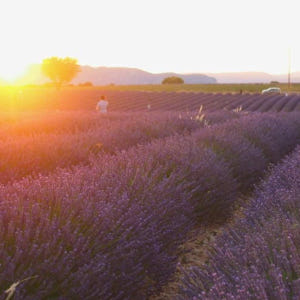 프랑스 프로방스알프코트다쥐르  발랑솔 선셋 라벤더 투어 (엑상 프로방스 ... 솔직 후기 | 실사용자 리뷰 분석 - 상품 이미지 2