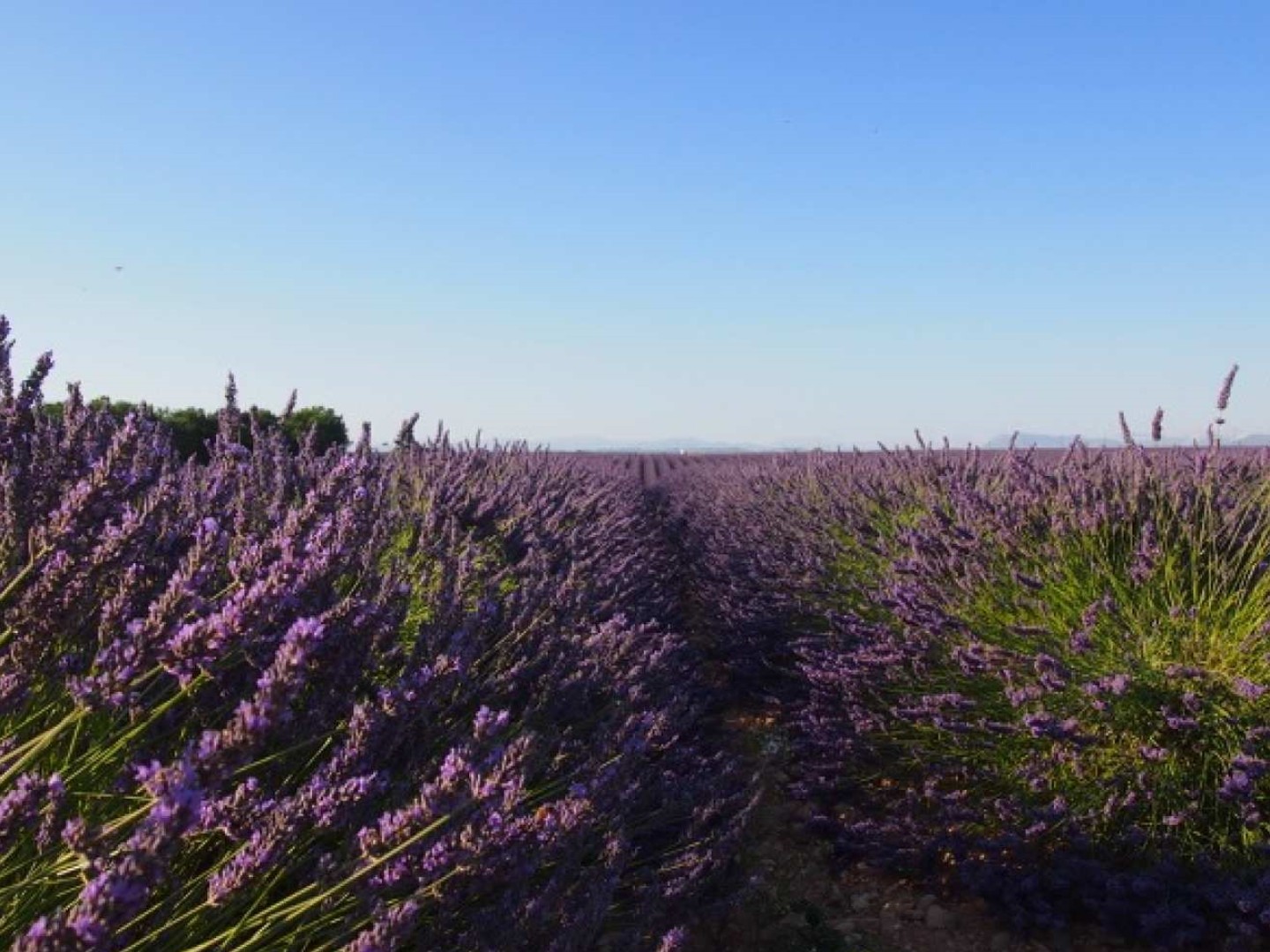 프랑스 프로방스알프코트다쥐르  발랑솔 선셋 라벤더 투어 (엑상 프로방스 출발)