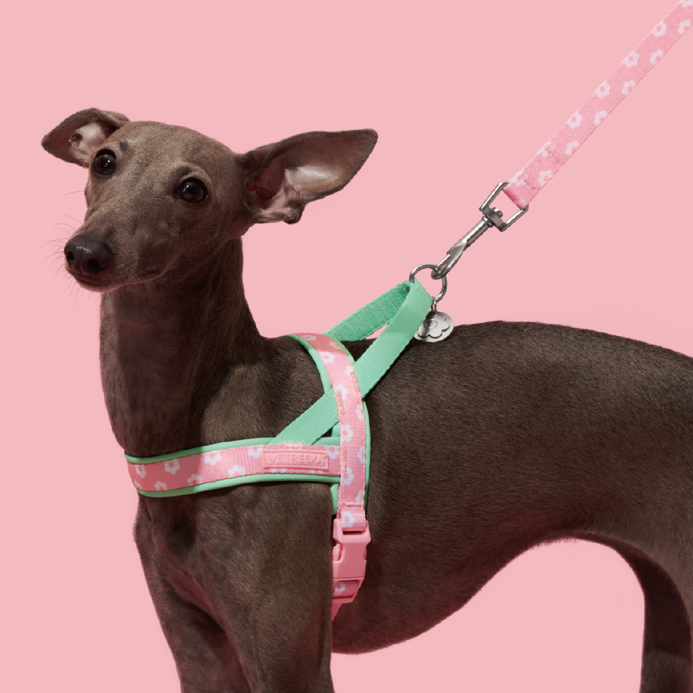 플라워 팬던트 강아지 하네스 가슴줄 소형견 중형견