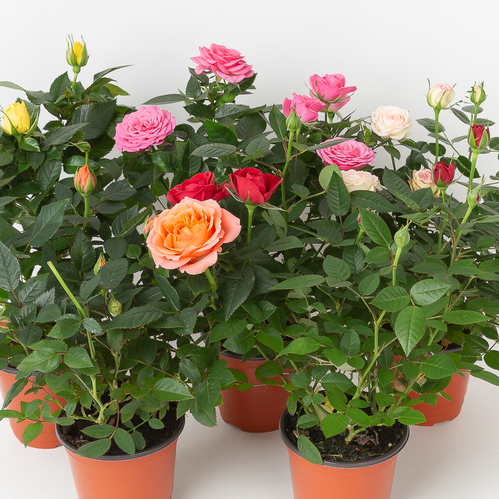 장미 봄꽃 향기나는꽃 야생화 종류 식물 노지월동