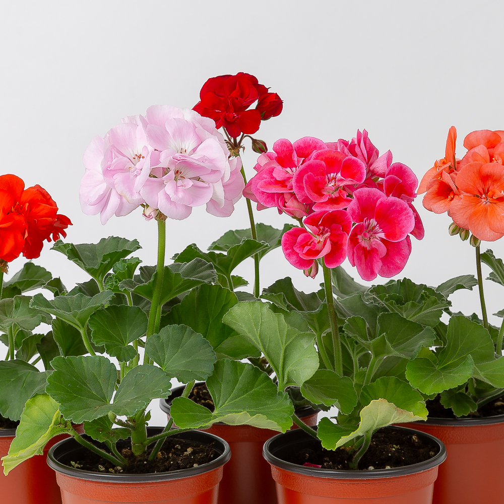 일반 제라늄 페라고늄 봄꽃 야생화 제품 이미지