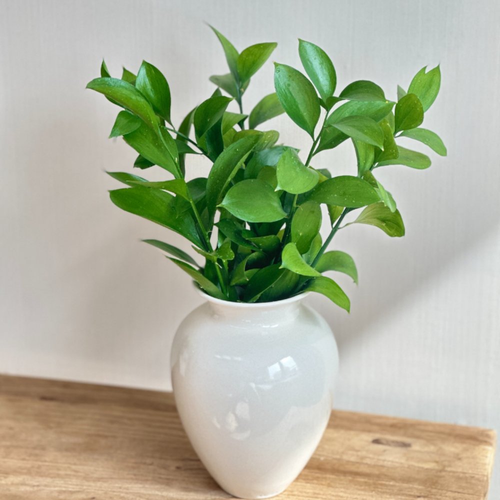 리틀캠든 루스커스 생화 합리적인 온라인꽃집