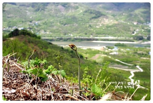 지리산 하동 생고사리 마른 말린 건고사리 햇 고사리 나물 100g 이미지 6