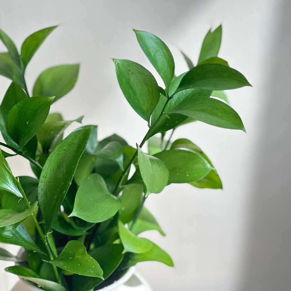 리틀캠든 루스커스 생화 합리적인 온라인꽃집