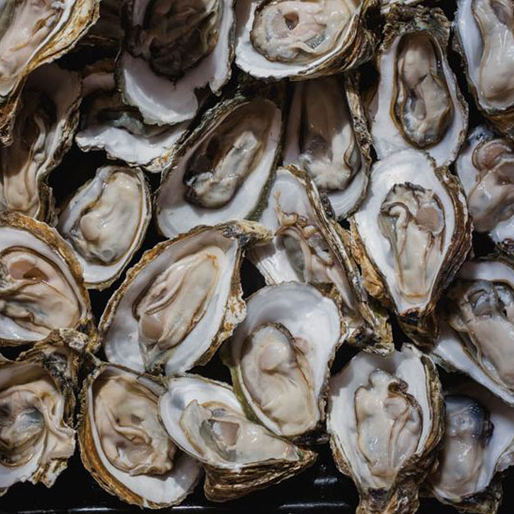 [제철수산]대용량 통영생굴 대굴 1kg / 당일경매 당일출고 이미지 8