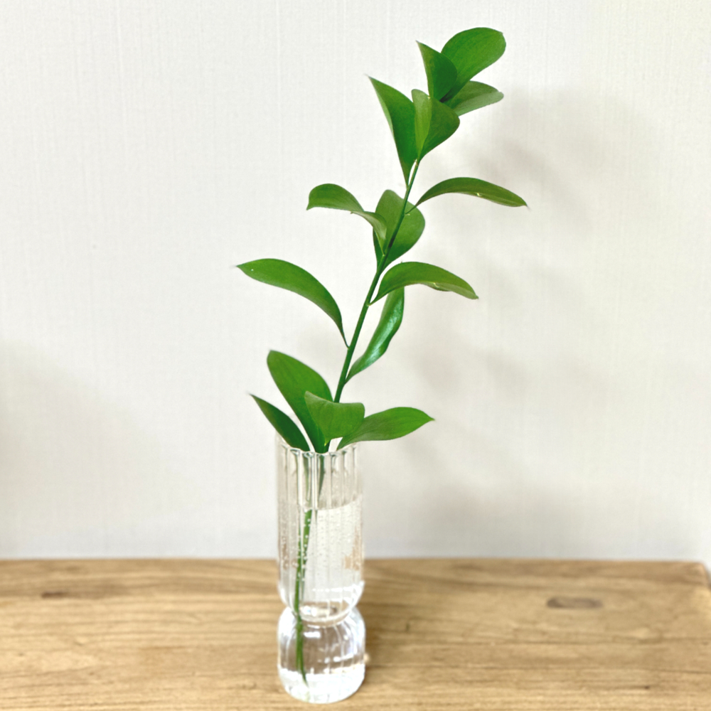 리틀캠든 루스커스 생화 합리적인 온라인꽃집