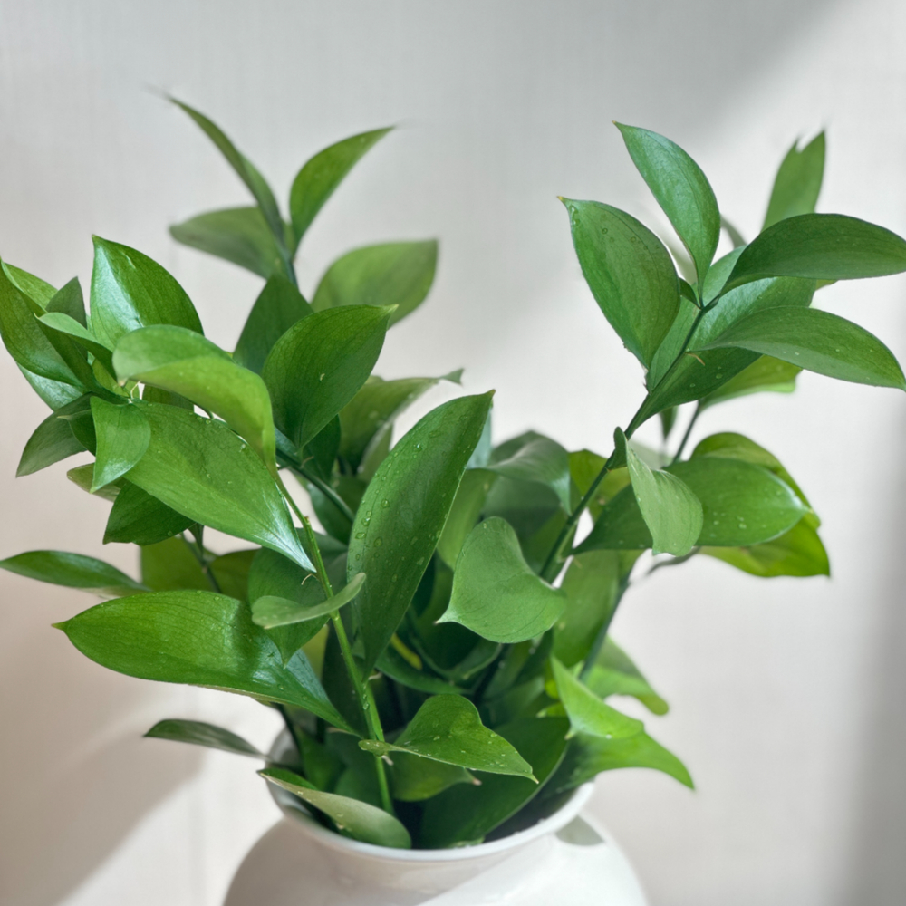 리틀캠든 루스커스 생화 합리적인 온라인꽃집