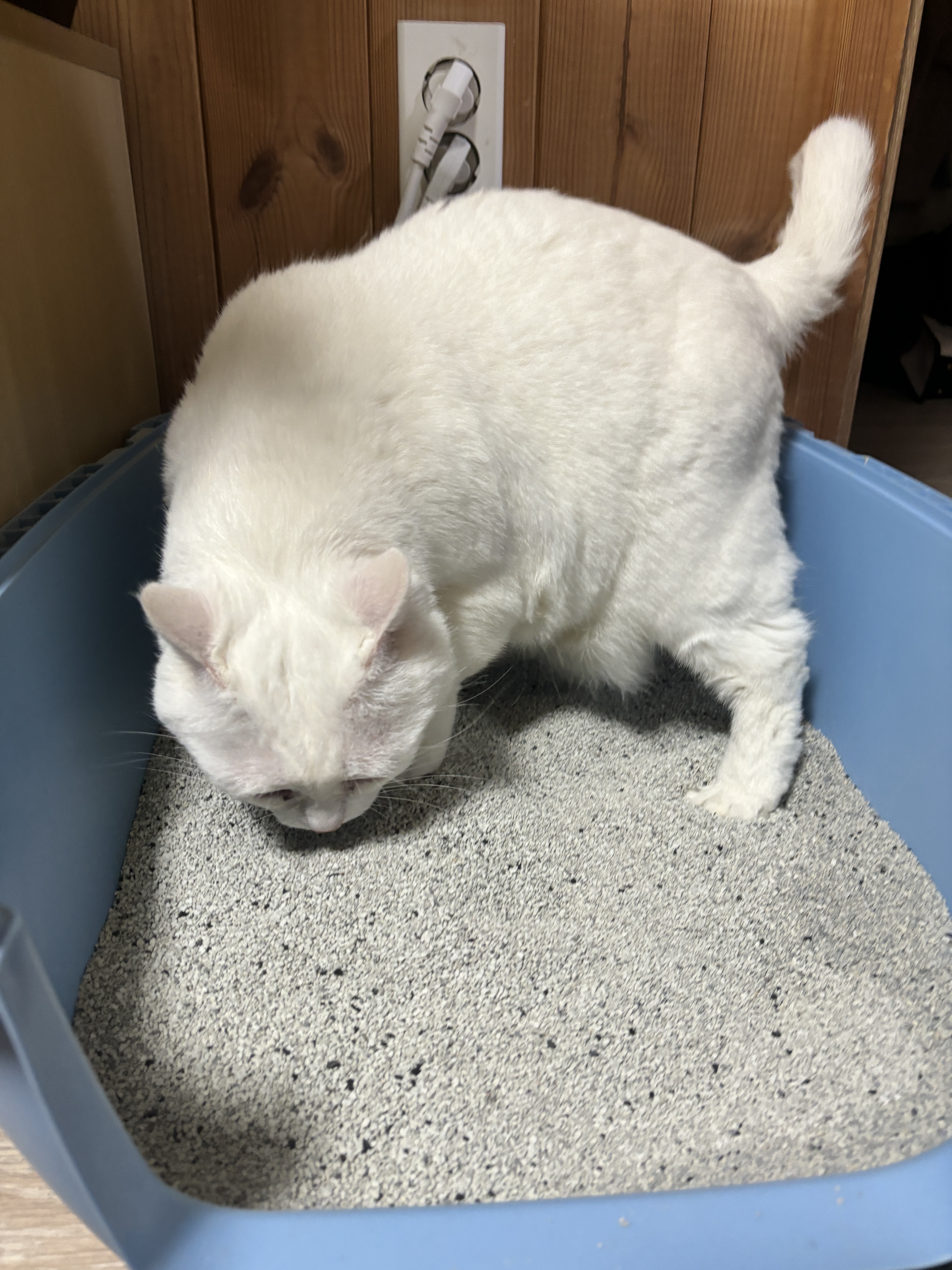 1+1 샌드박스 벤토나이트 먼지없는 고양이 모래 9kg+9kg 활성탄 미네랄 - 상세 이미지 3