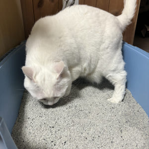 (9kgX2개) 샌드박스 벤토나이트 먼지없는 고양이 모래 활성탄 미네랄 ... 솔직 후기 | 실제 사용자 리뷰 총정리 - 상품 이미지 3