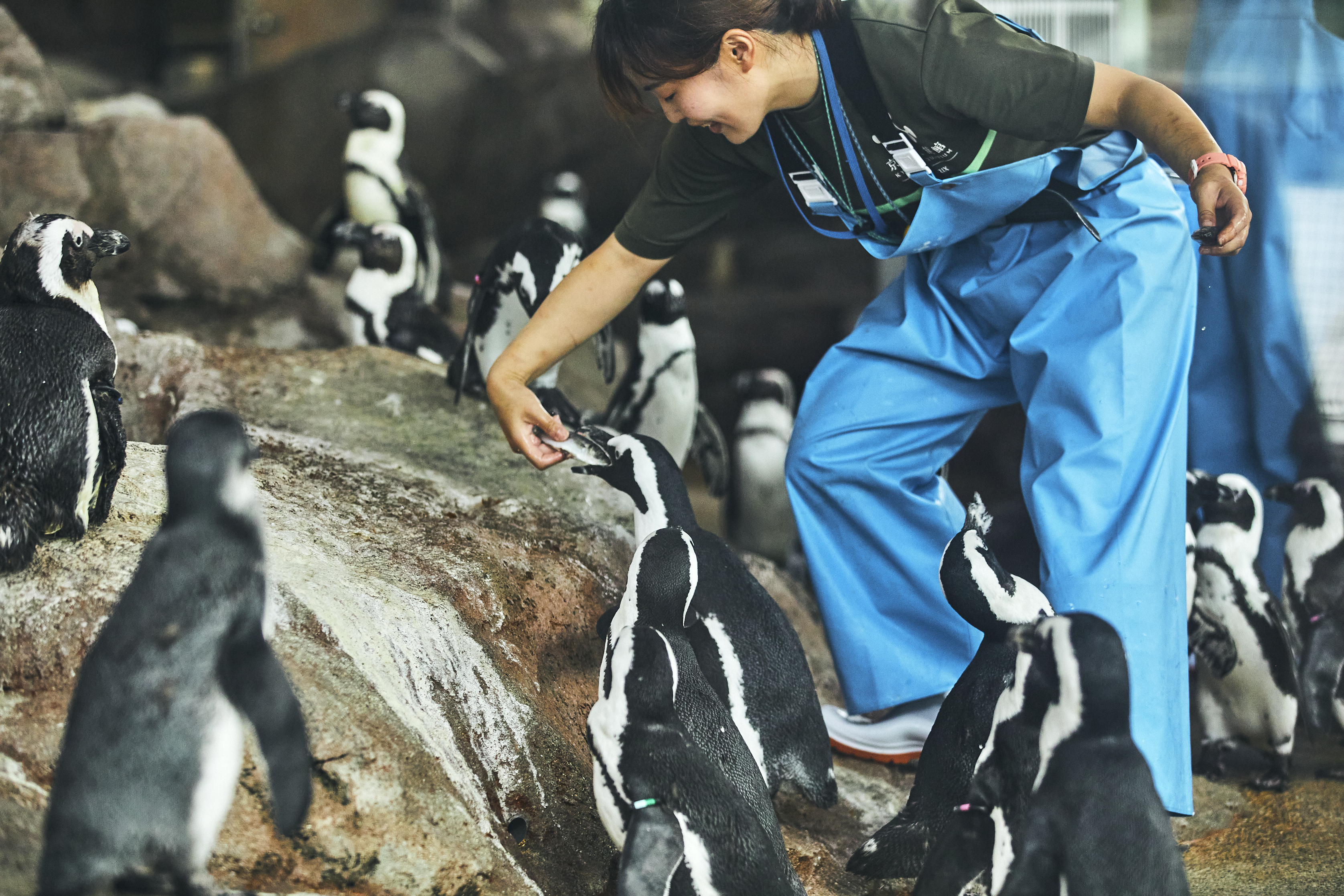 일본 교토수족관 입장권 - 상세 이미지 4