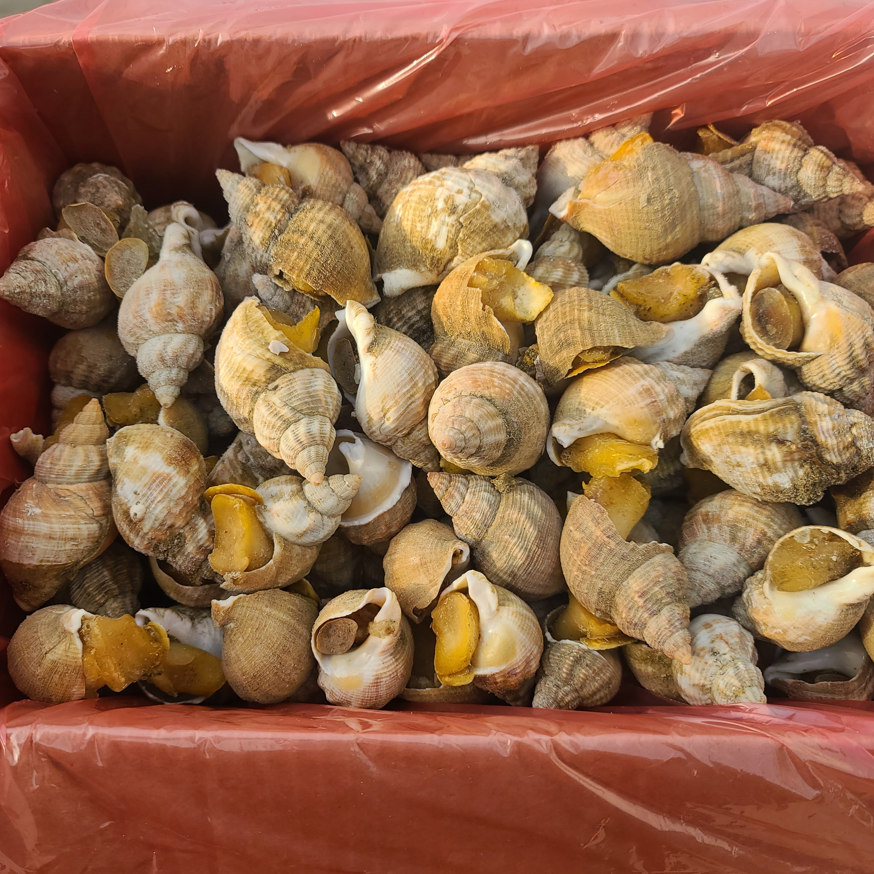 아일랜드산 자숙 피골뱅이 5kg 통골뱅이 껍질골뱅이 골뱅이탕 골뱅이무침 - 상세 이미지 2