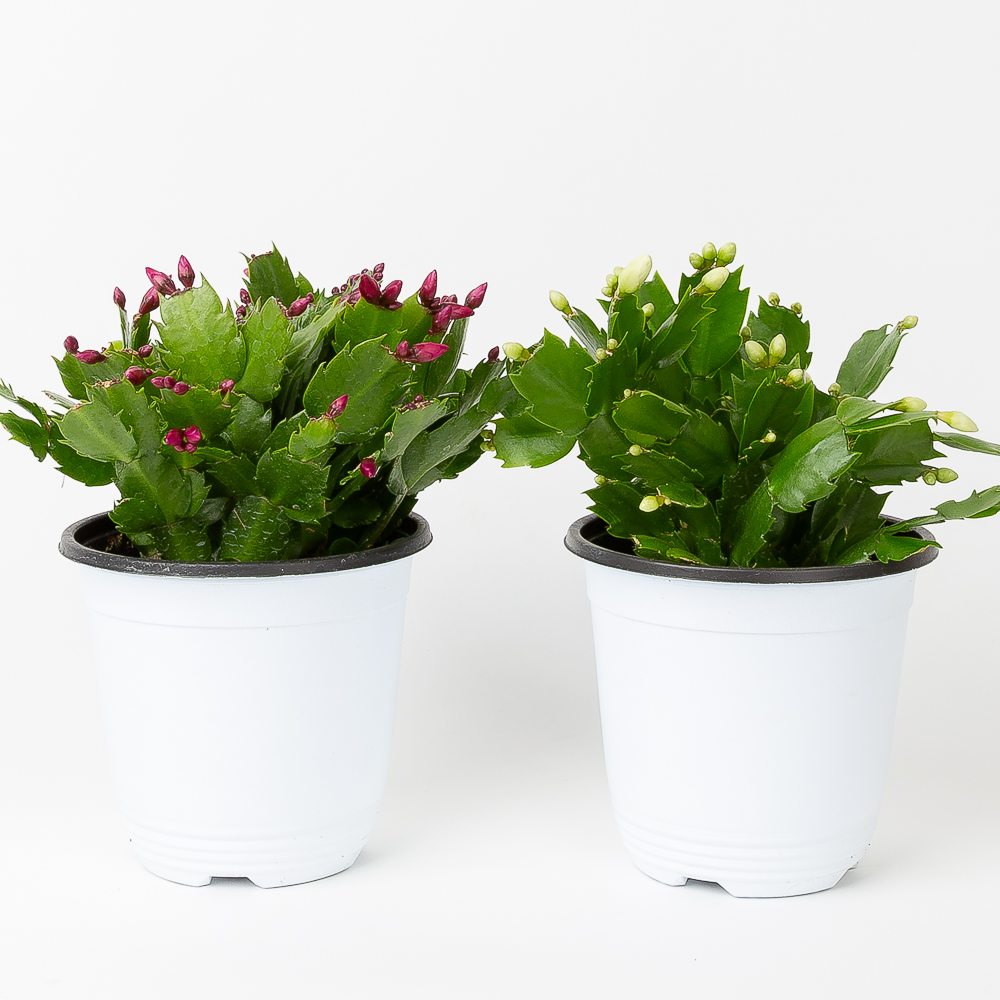 게발선인장 다육이 화분 선인장 키우기 꽃 중소형 레드 - 상세 이미지 2