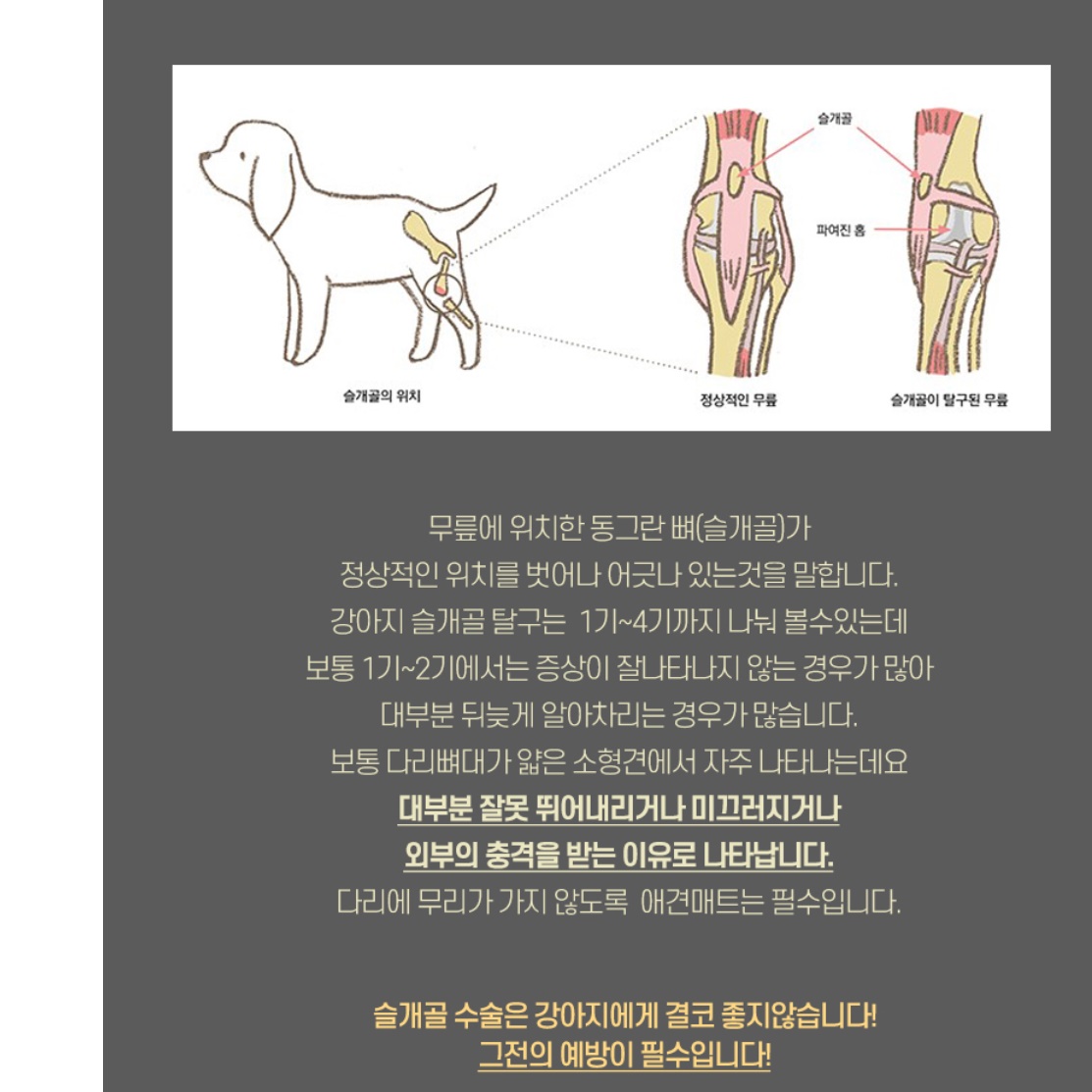 개 매트 반려견 카페트 롤매트 강아지 미끄럼방지 장판 - 상세 이미지 2