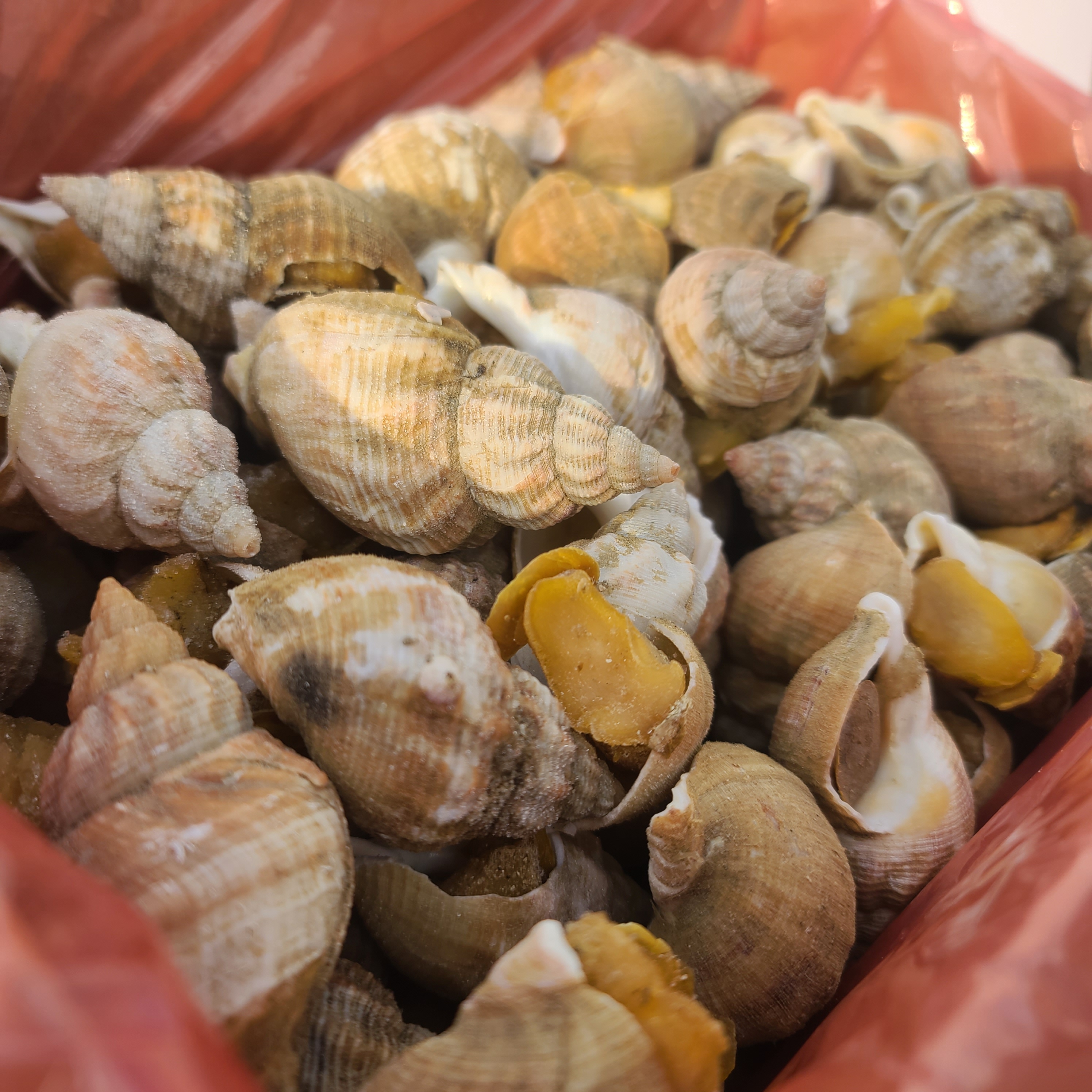아일랜드산 자숙 피골뱅이 5kg 통골뱅이 껍질골뱅이 골뱅이탕 골뱅이무침 - 메인 이미지