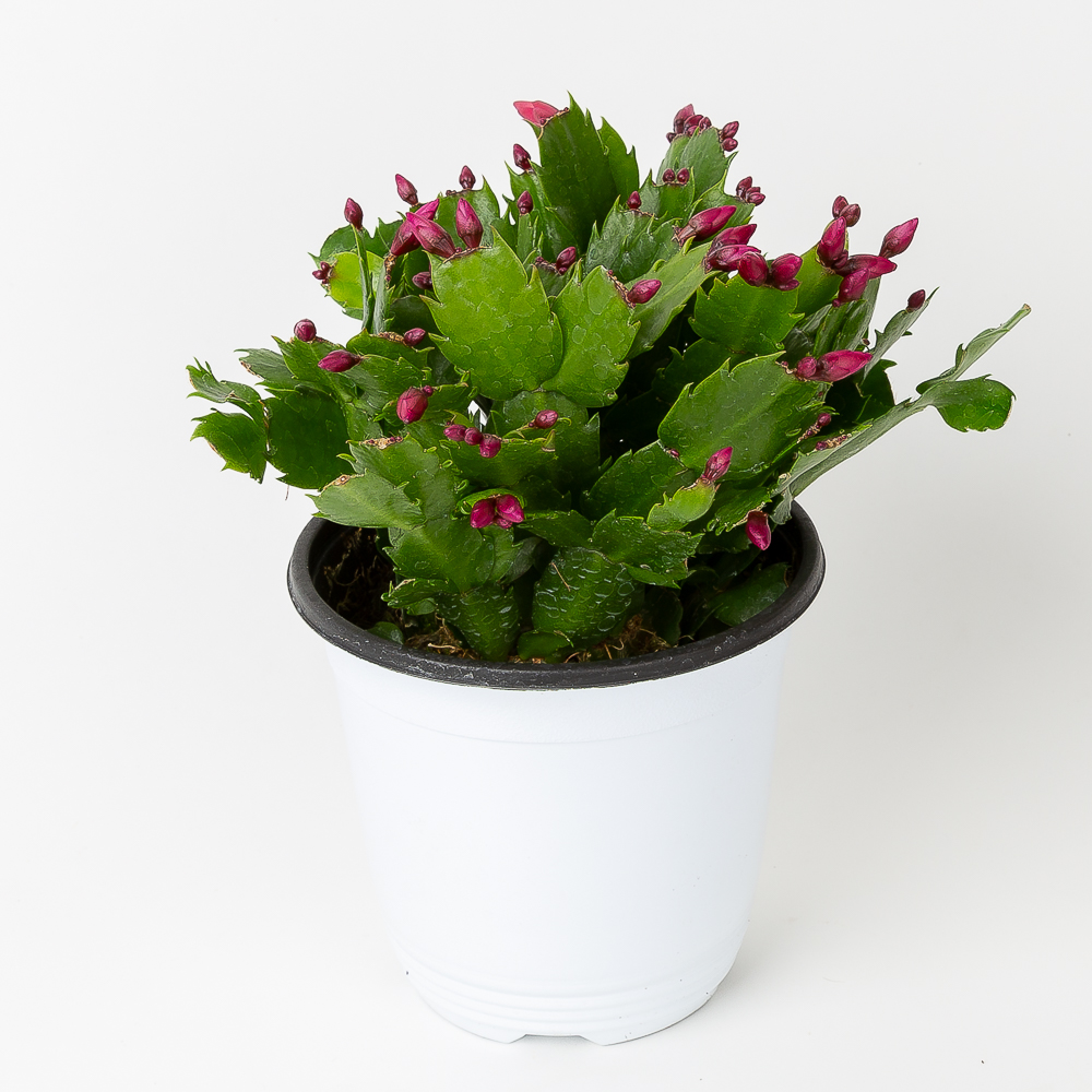 게발선인장 다육이 화분 선인장 키우기 꽃 중소형 레드 - 상세 이미지 3