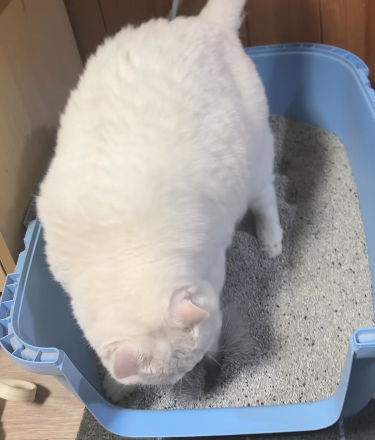 1+1 샌드박스 벤토나이트 먼지없는 고양이 모래 9kg+9kg 활성탄 미네랄 - 상세 이미지 4