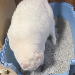 (9kgX2개) 샌드박스 벤토나이트 먼지없는 고양이 모래 활성탄 미네랄 ... 솔직 후기 | 실제 사용자 리뷰 총정리 - 상품 이미지 4