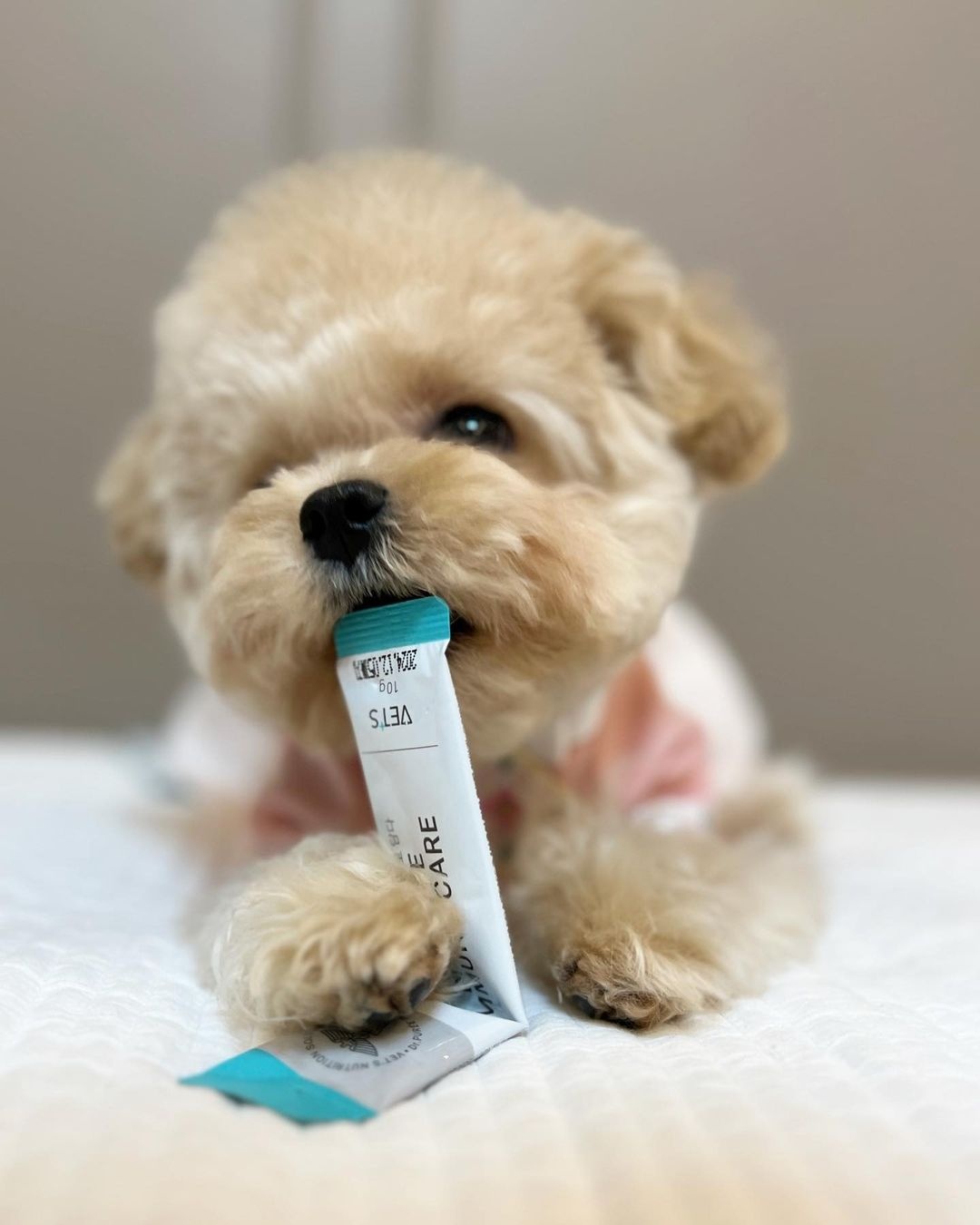 이뮨케어 한달분 고양이 구내염약 영양제 허피스 감기 기침 콧물 엘라이신