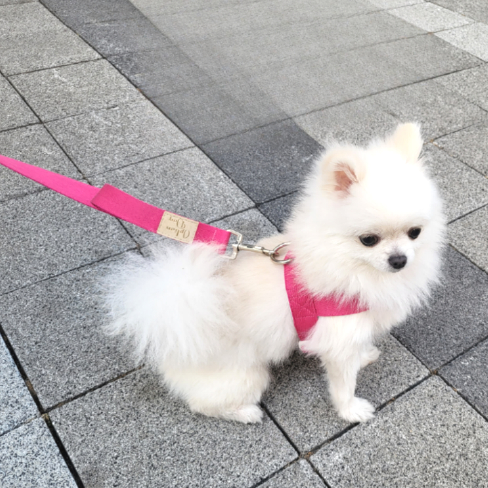 optiondog 강아지 하네스 + 핸드프리 리드줄 앞섬방지 애견 가슴줄 T자형 - 상품 이미지