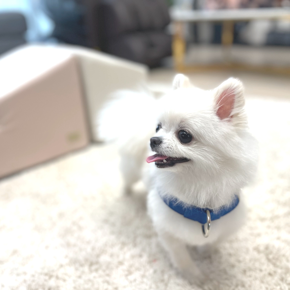 optiondog 강아지 하네스 + 핸드프리 리드줄 앞섬방지 애견 가슴줄 T자형 - 상세 이미지 2
