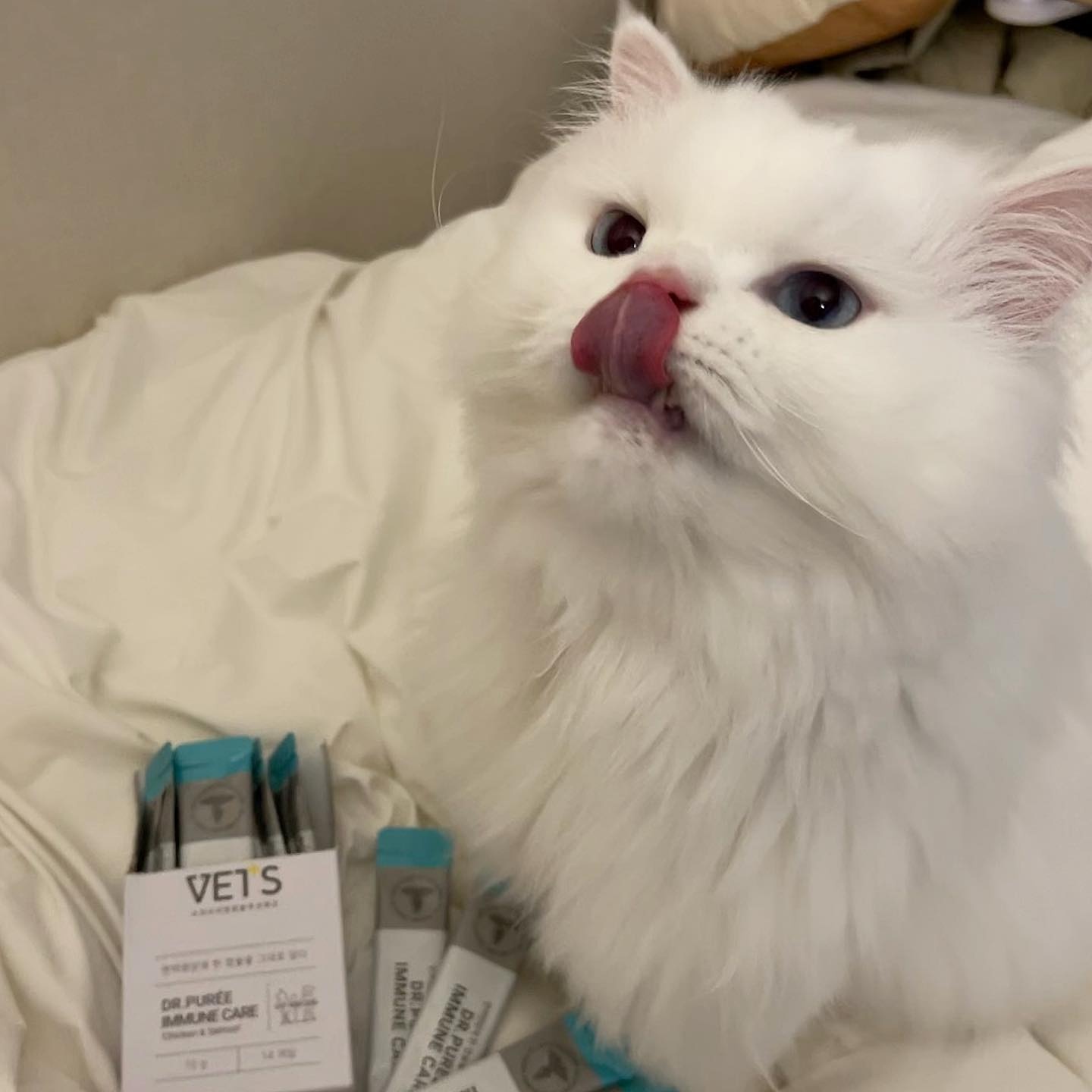 이뮨케어 한달분 고양이 구내염약 영양제 허피스 감기 기침 콧물 엘라이신