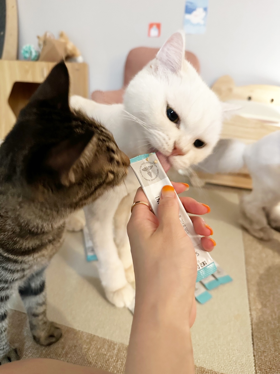 이뮨케어 한달분 고양이 구내염약 영양제 허피스 감기 기침 콧물 엘라이신