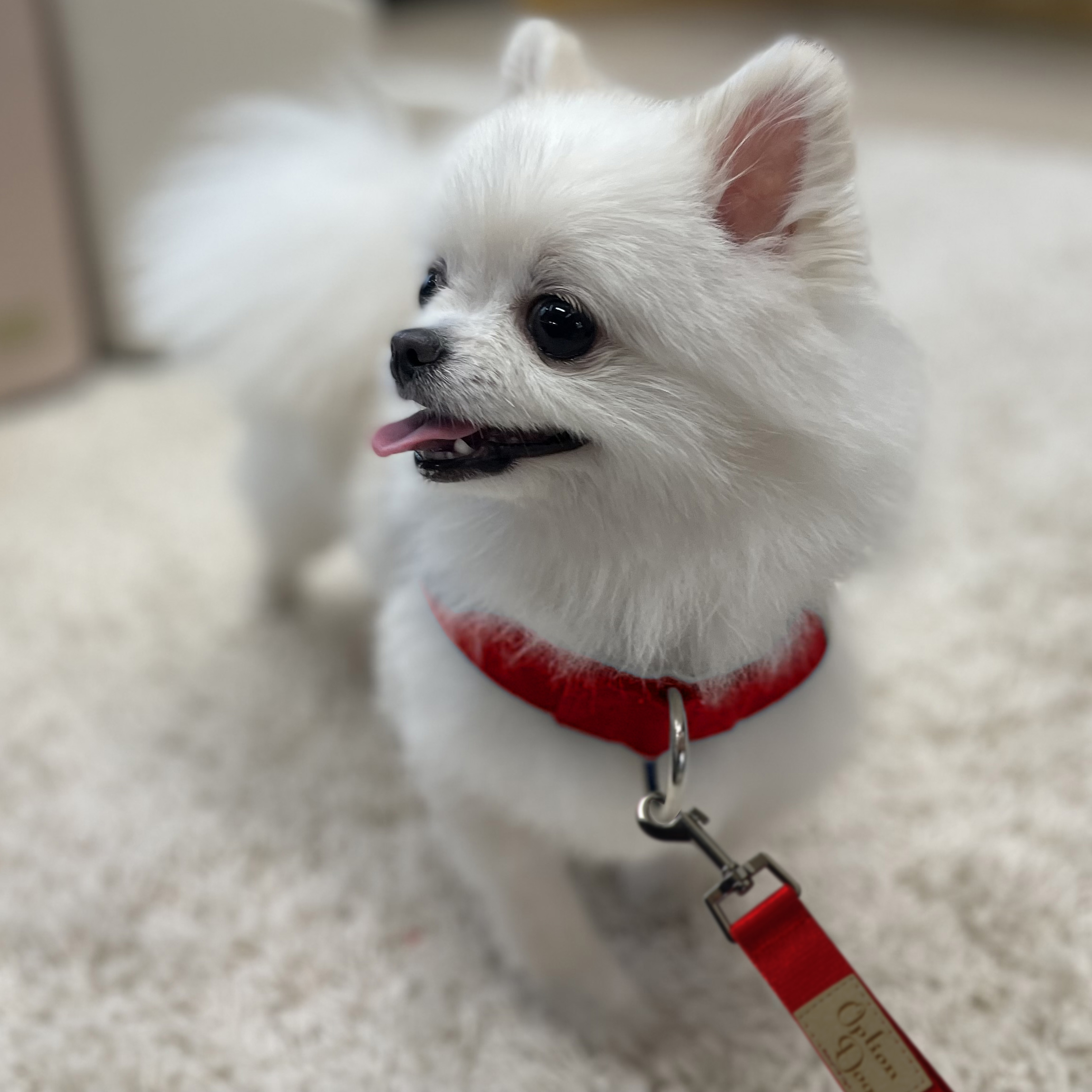 optiondog 강아지 목줄 + 핸드프리 리드줄 애견목줄 소형견 중형견 대형견 - 메인 이미지