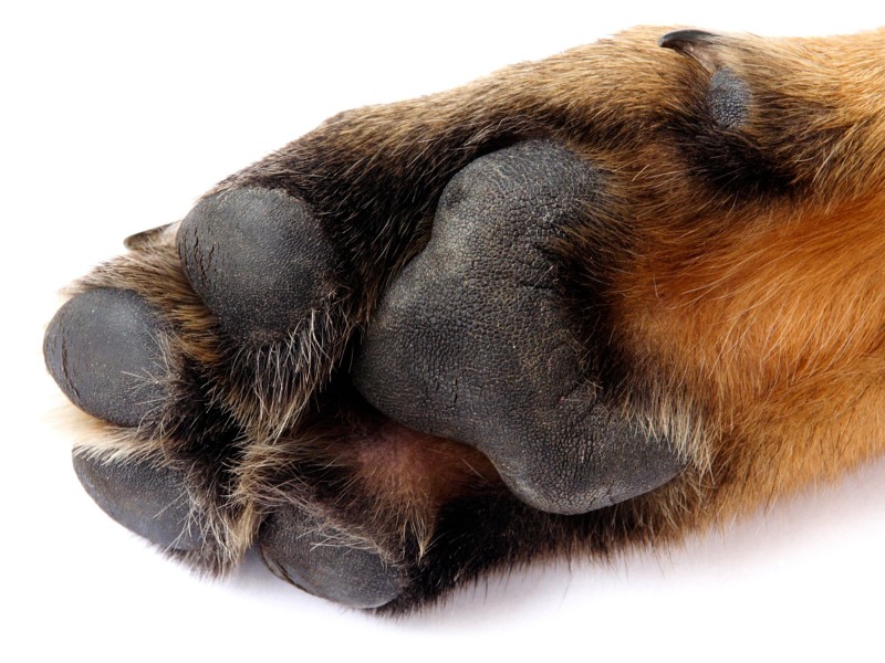 협성로하스 베터리나리 드림크림118ml 강아지 고양이 연고 상처회복 가려움증 보습 진정 - 상세 이미지 4