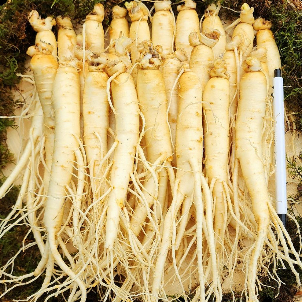 금산 삼계탕인삼 세척 수삼 대삼계인삼