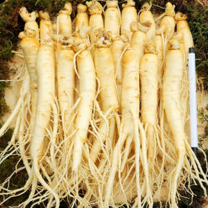 금산 삼계탕인삼 세척 수삼 대삼계인삼 한채 750g 맛있게 먹은 솔직 후기 - 상품 이미지 1